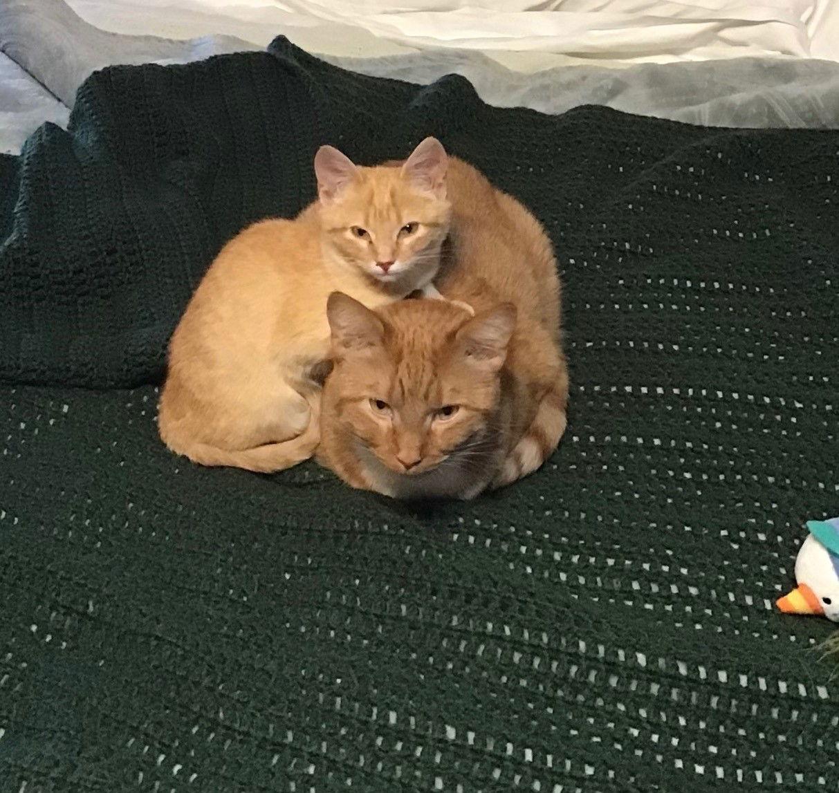 Enlarge Henry, a Adoptable Tabby in Southaven, MS image 3/3