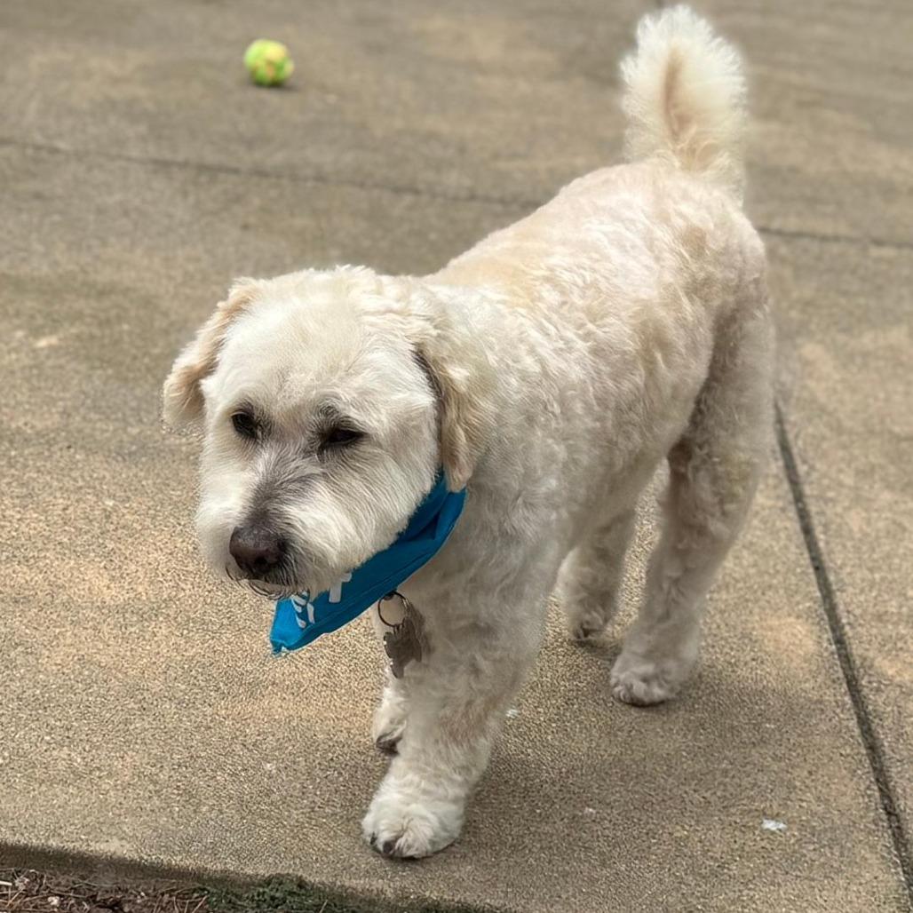 Andrew, Adoptable, Senior Male Poodle.