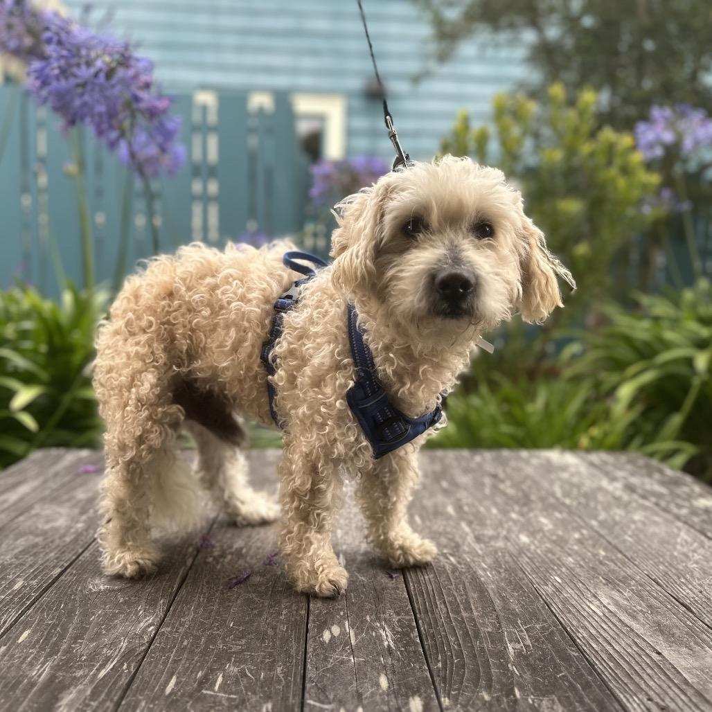 Enlarge Andrew, a Adoptable Poodle in Pacific Grove, CA image 2/6