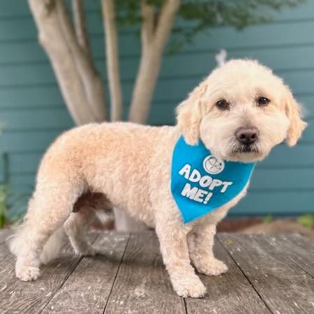 Enlarge Andrew, a Adoptable Poodle in Pacific Grove, CA image 4/6