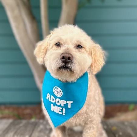Enlarge Andrew, a Adoptable Poodle in Pacific Grove, CA image 5/6
