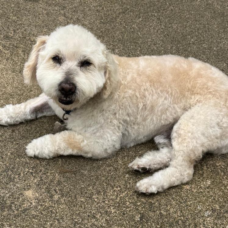 Enlarge Andrew, a Adoptable Poodle in Pacific Grove, CA image 6/6