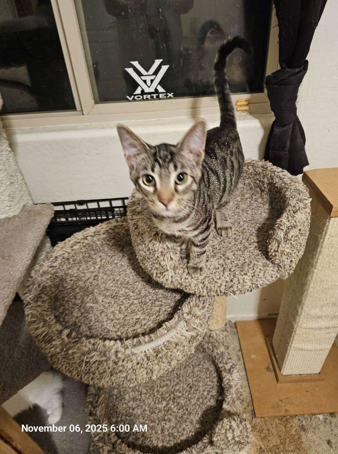 Enlarge Bear Bear, a Adoptable Domestic Short Hair in Glendale, AZ image 1/1