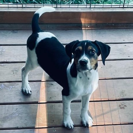 Jenny, a Adoptable mixed breed in Albany, NY image 5/5