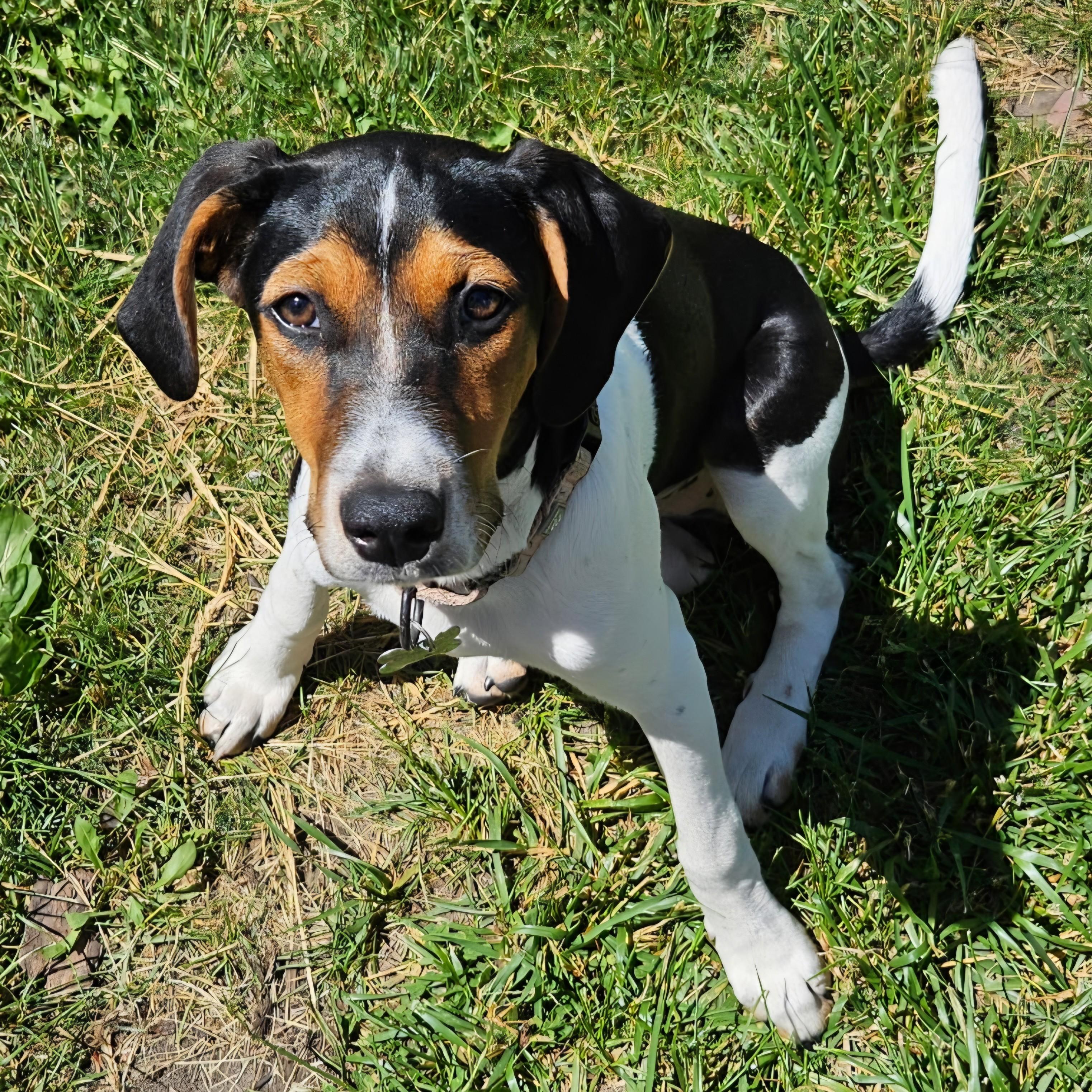 Enlarge Jenny, a Adoptable mixed breed in Albany, NY image 1/6