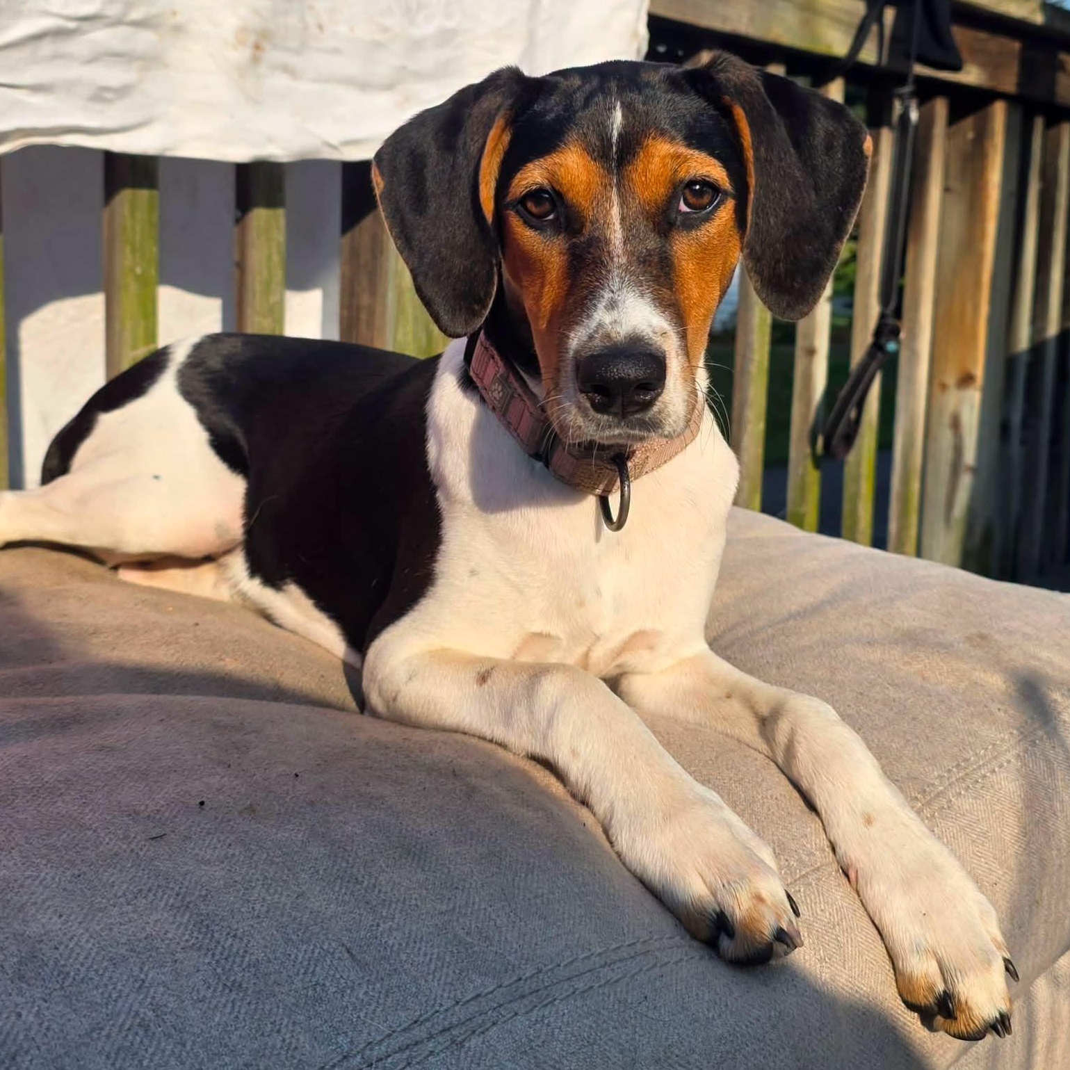 Enlarge Jenny, a Adoptable mixed breed in Albany, NY image 1/6