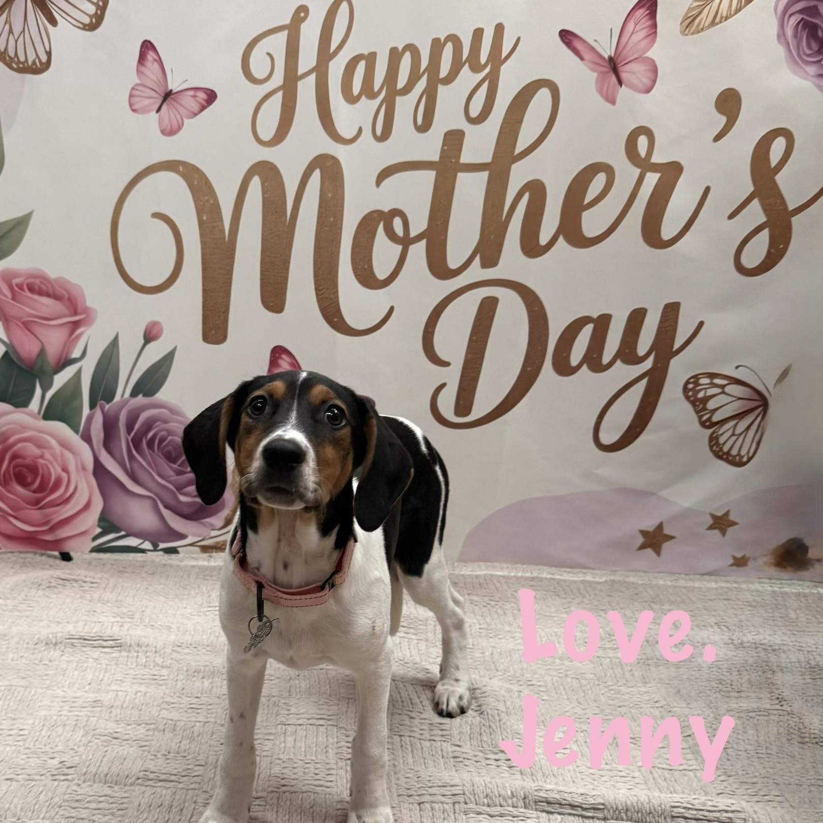 Jenny, a Adoptable mixed breed in Albany, NY image 3/5