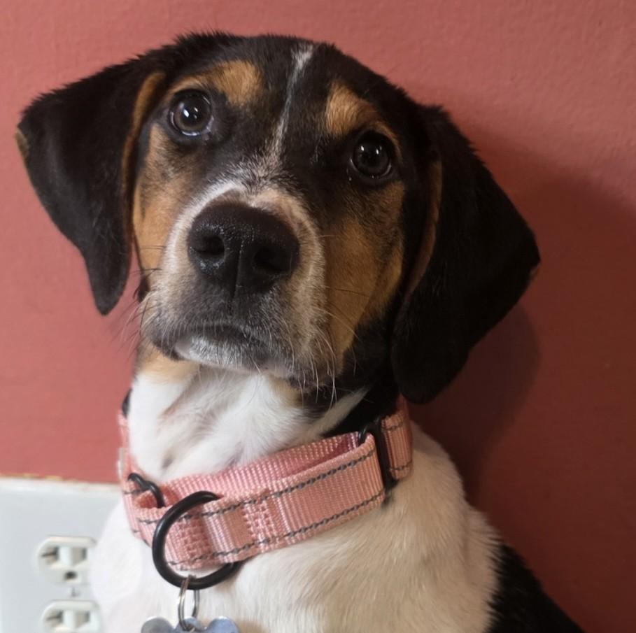 Jenny, Adoptable, Puppy Female Terrier & Shepherd.
