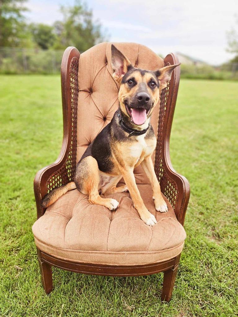 Enlarge Loretta, a Adopted mixed breed in Sprakers, NY image 1/3