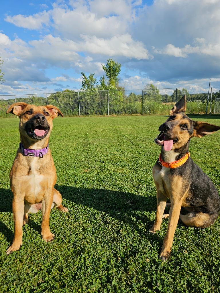 Enlarge Loretta, a Adopted mixed breed in Sprakers, NY image 2/3