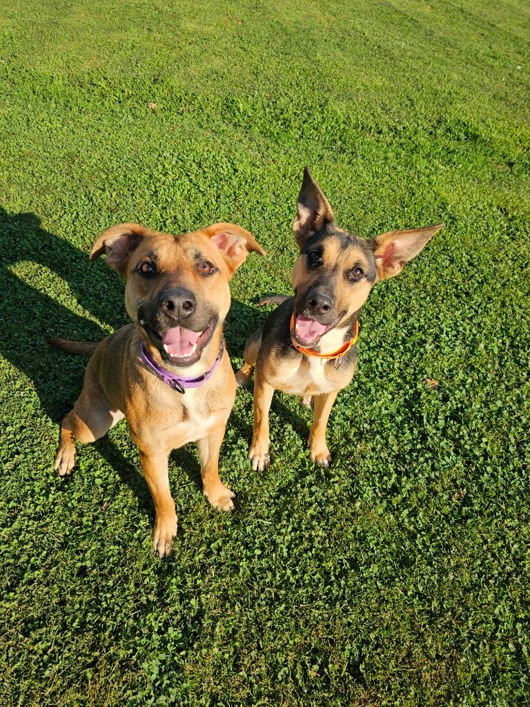Enlarge Loretta, a Adopted mixed breed in Sprakers, NY image 3/3
