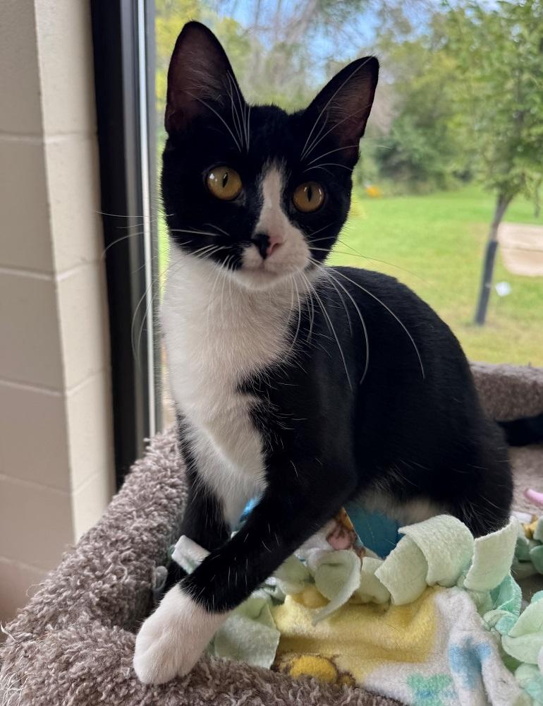 Eliza, Adoptable, Adult Female Domestic Short Hair.