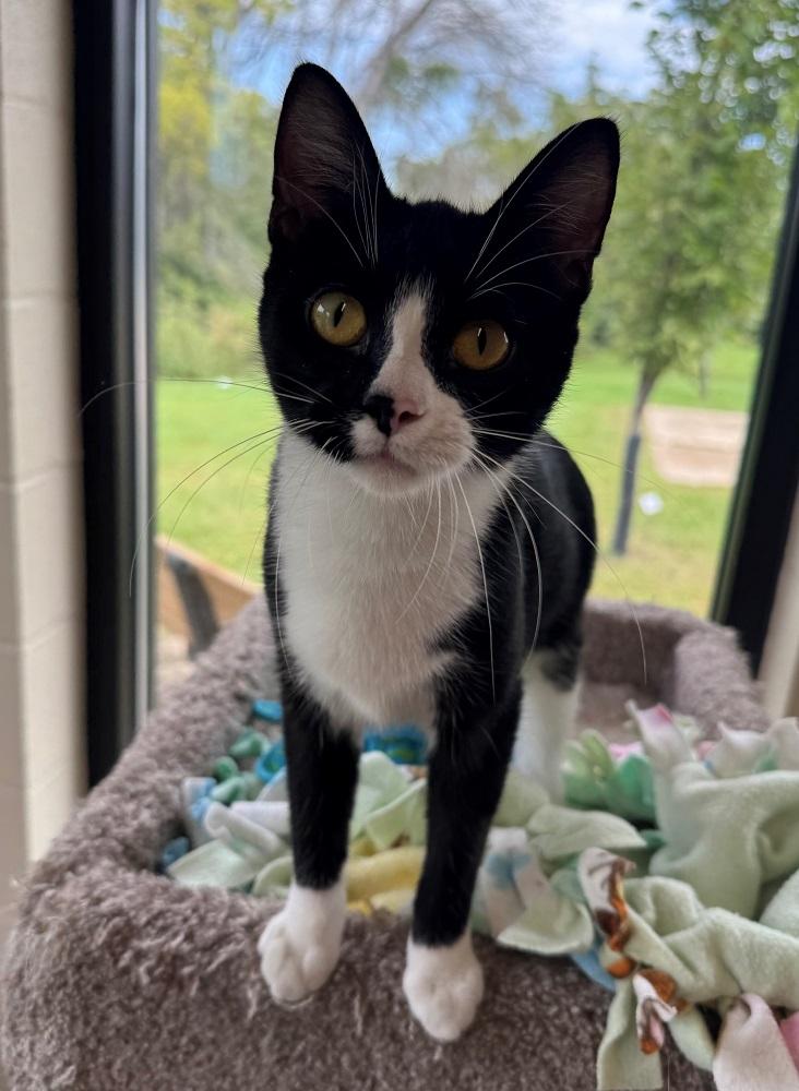 Enlarge Eliza, a Adoptable Domestic Short Hair in Mason City, IA image 2/3