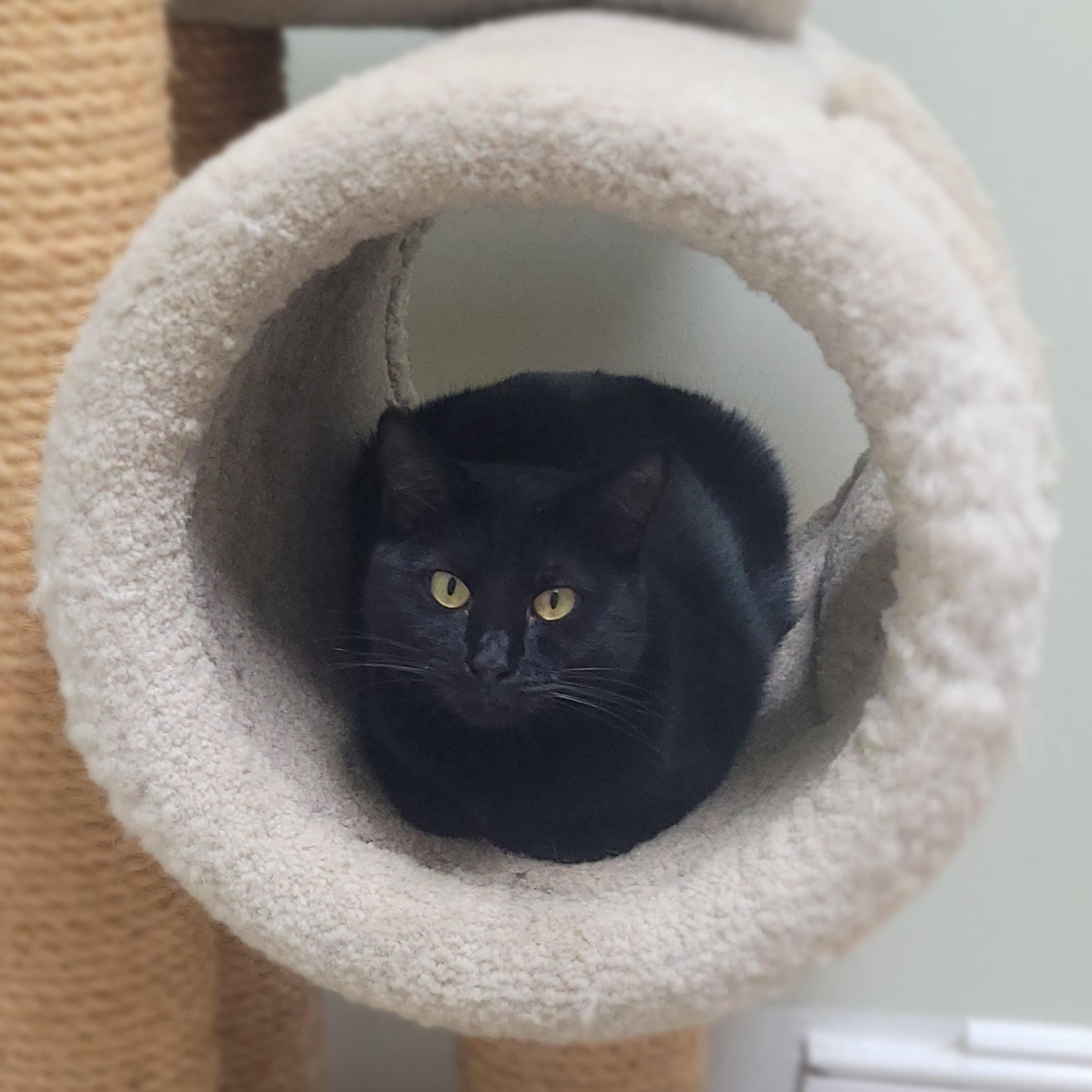 Double Mint, Adoptable, Young Female Bombay & Domestic Short Hair.