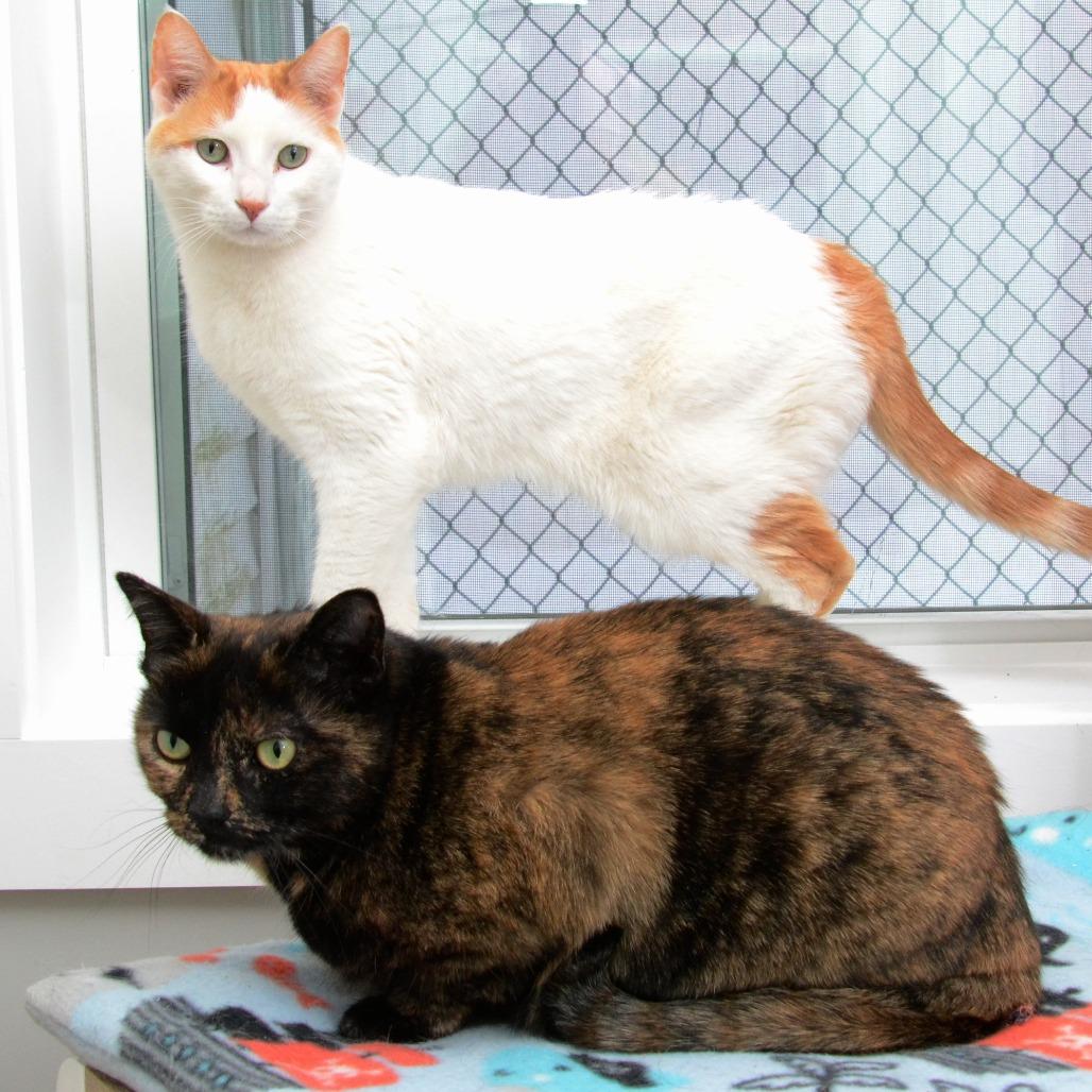 Stan, Adoptable, Adult Male Domestic Short Hair.