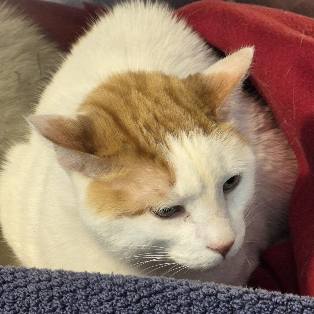 Enlarge Stan, a Adoptable Domestic Short Hair in Natick, MA image 1/1