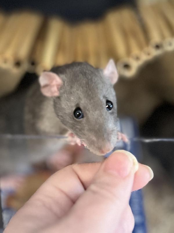 Squeak, an adopted Rat in Merrimack, NH image 1/2