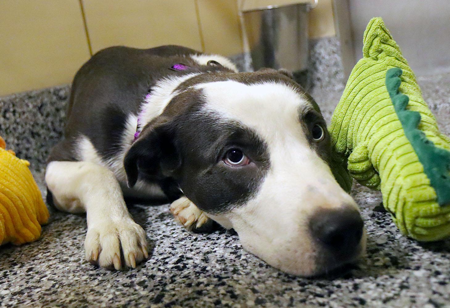 Enlarge Chrome (AO35937), a ADOPTABLE mixed breed in Kansas City, KS image 4/6