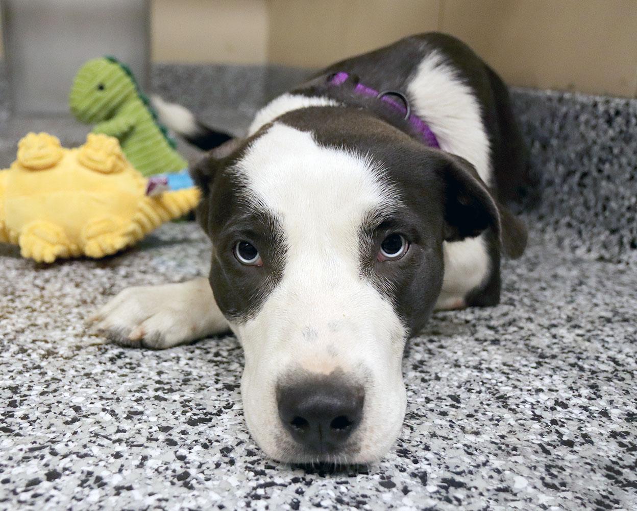 Enlarge Chrome (AO35937), a ADOPTABLE mixed breed in Kansas City, KS image 1/6