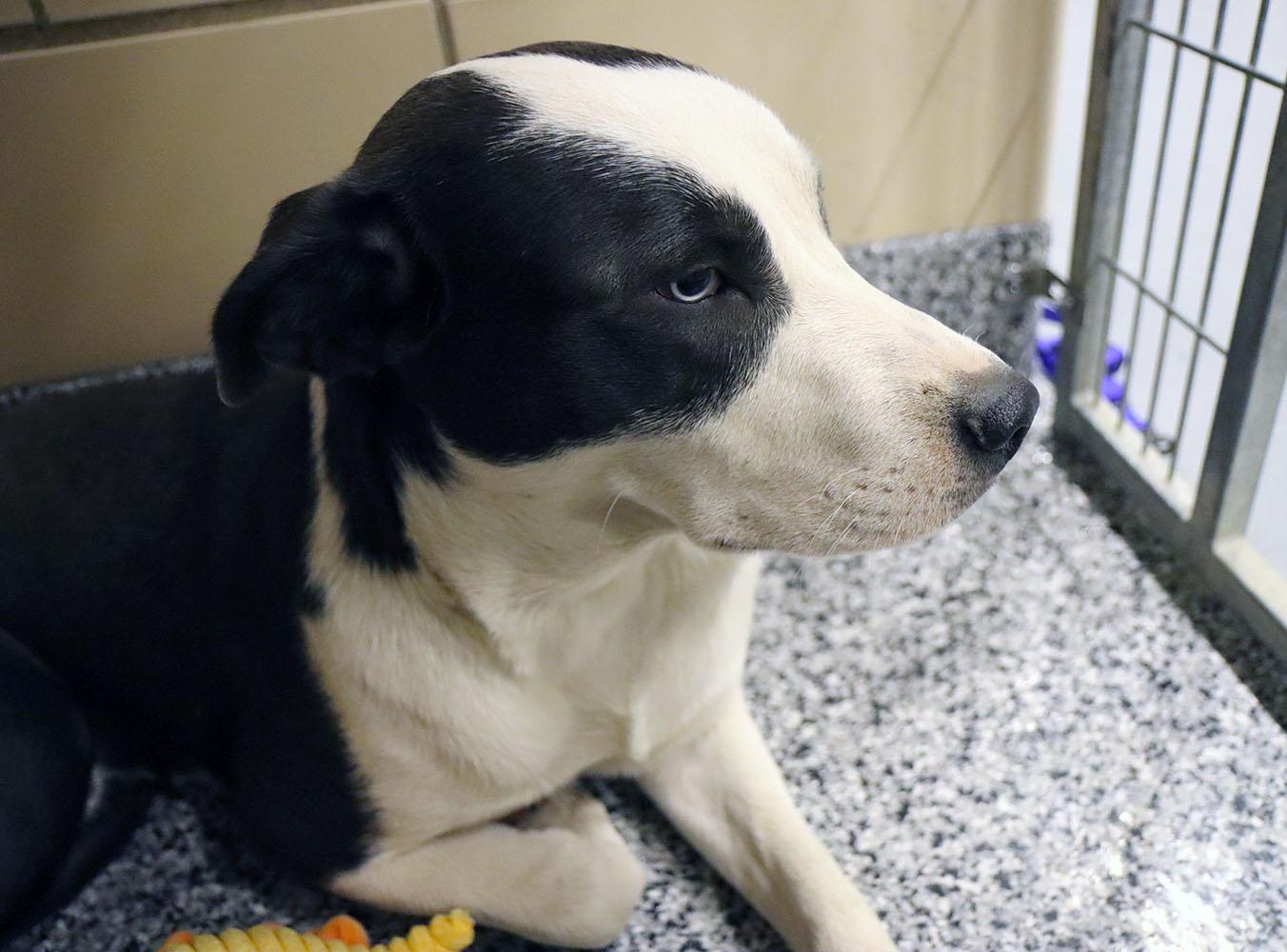 Enlarge Chrome (AO35937), a ADOPTABLE mixed breed in Kansas City, KS image 5/6