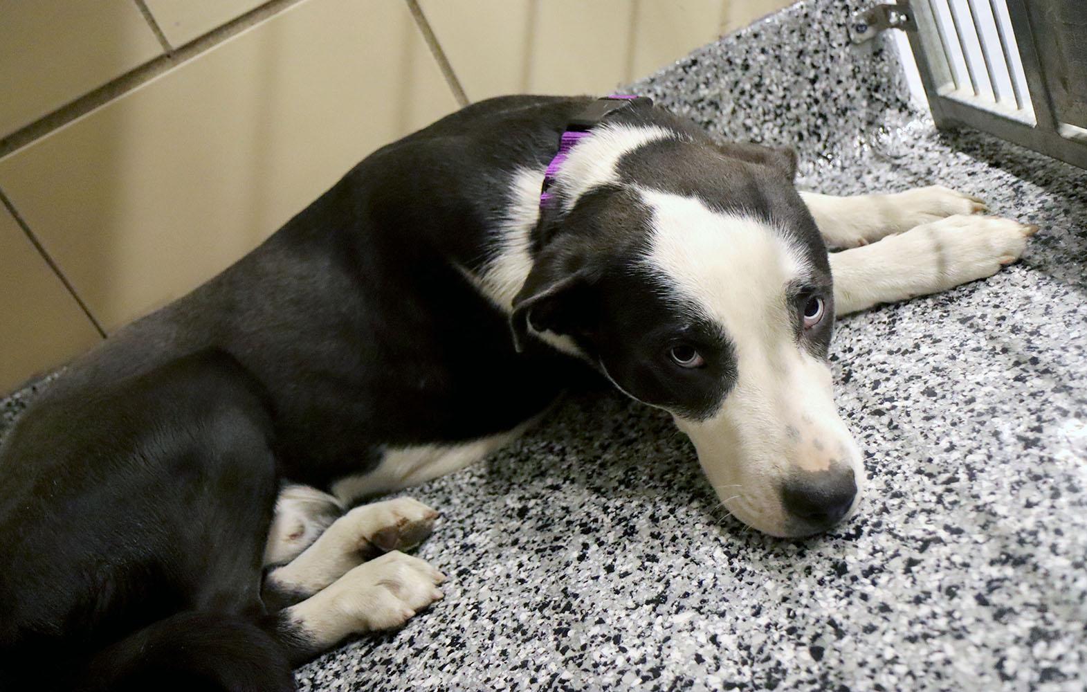 Enlarge Chrome (AO35937), a ADOPTABLE mixed breed in Kansas City, KS image 6/6