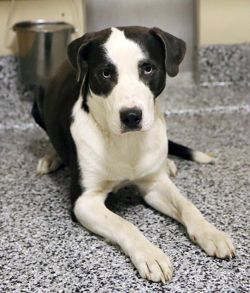 Enlarge Chrome (AO35937), a ADOPTABLE mixed breed in Kansas City, KS image 2/6