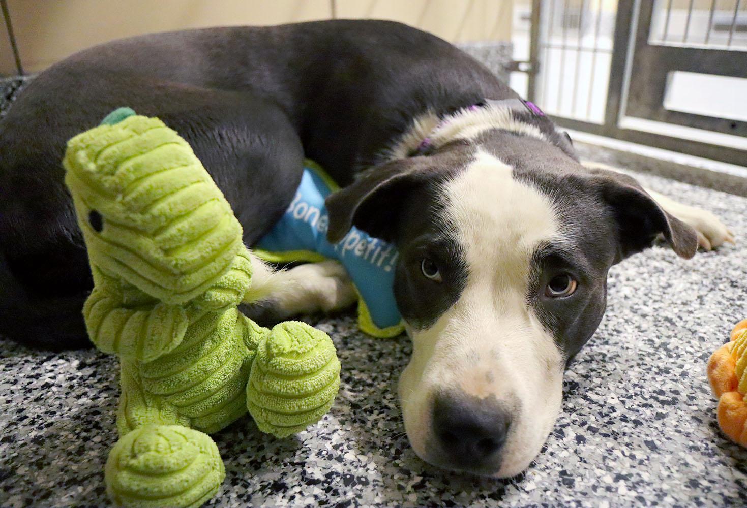 Enlarge Chrome (AO35937), a ADOPTABLE mixed breed in Kansas City, KS image 3/6