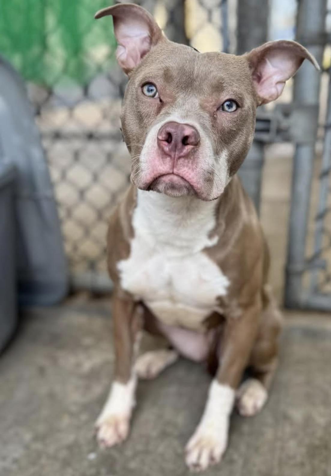 Milkshake, ADOPTABLE, Adult Female Pit Bull Terrier.