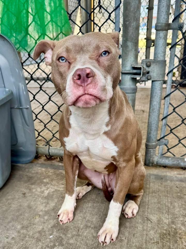 Enlarge Milkshake, a ADOPTABLE Pit Bull Terrier in Chicago, IL image 2/5