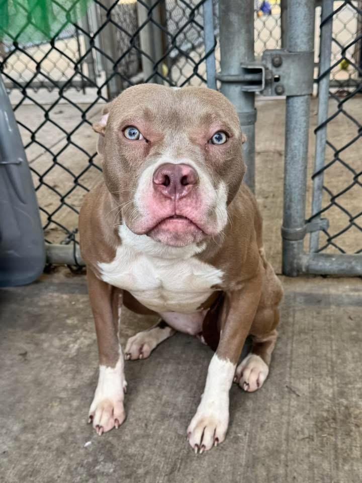 Enlarge Milkshake, a ADOPTABLE Pit Bull Terrier in Chicago, IL image 4/5