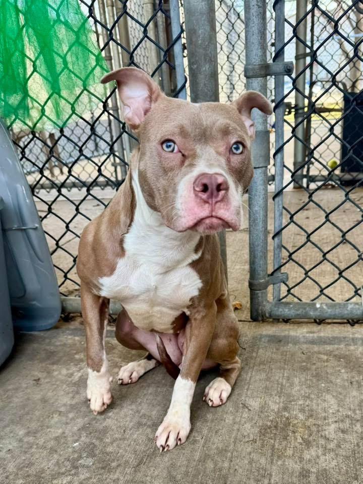 Enlarge Milkshake, a ADOPTABLE Pit Bull Terrier in Chicago, IL image 3/5