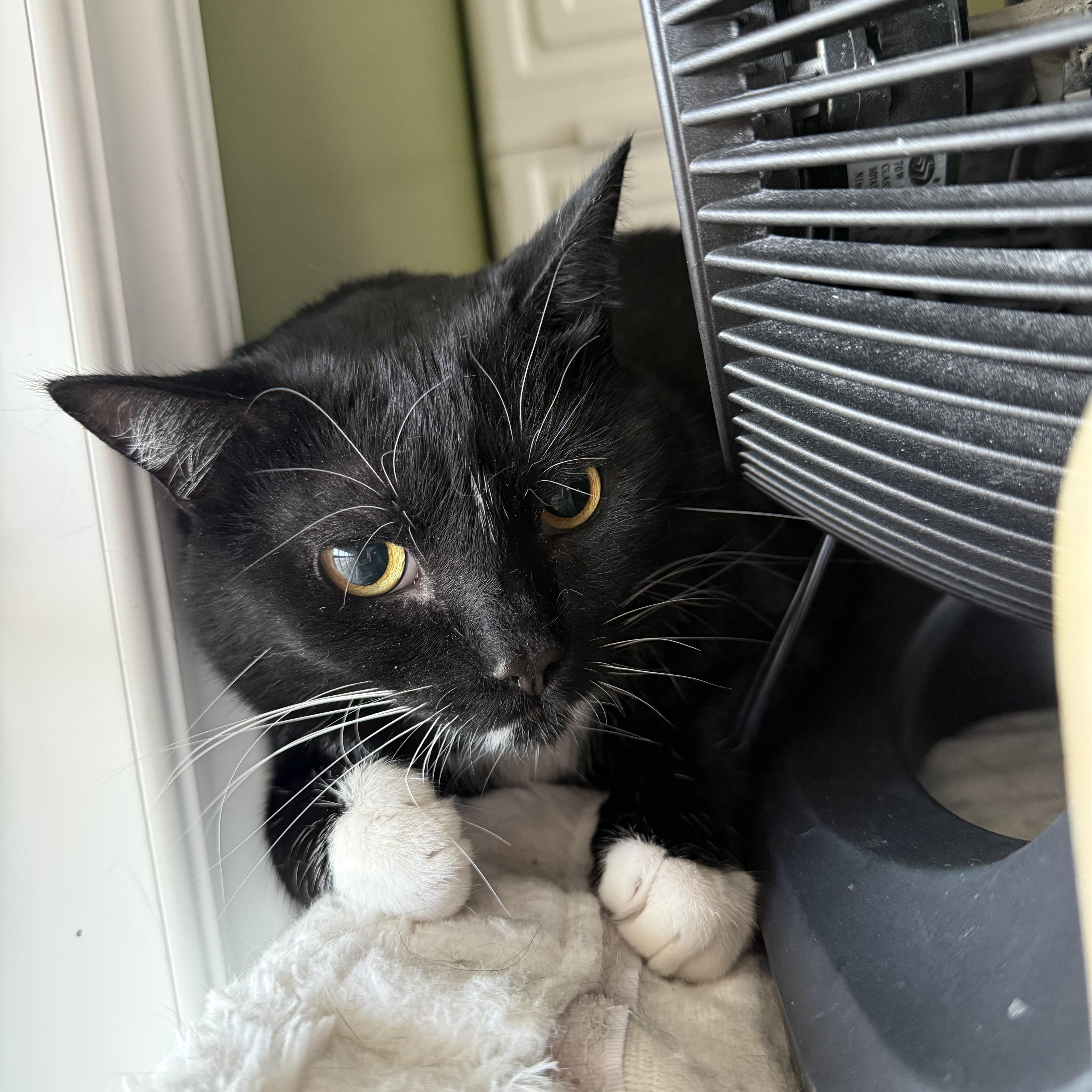 Crue, a Adoptable Tuxedo in Brighton, IL image 1/2