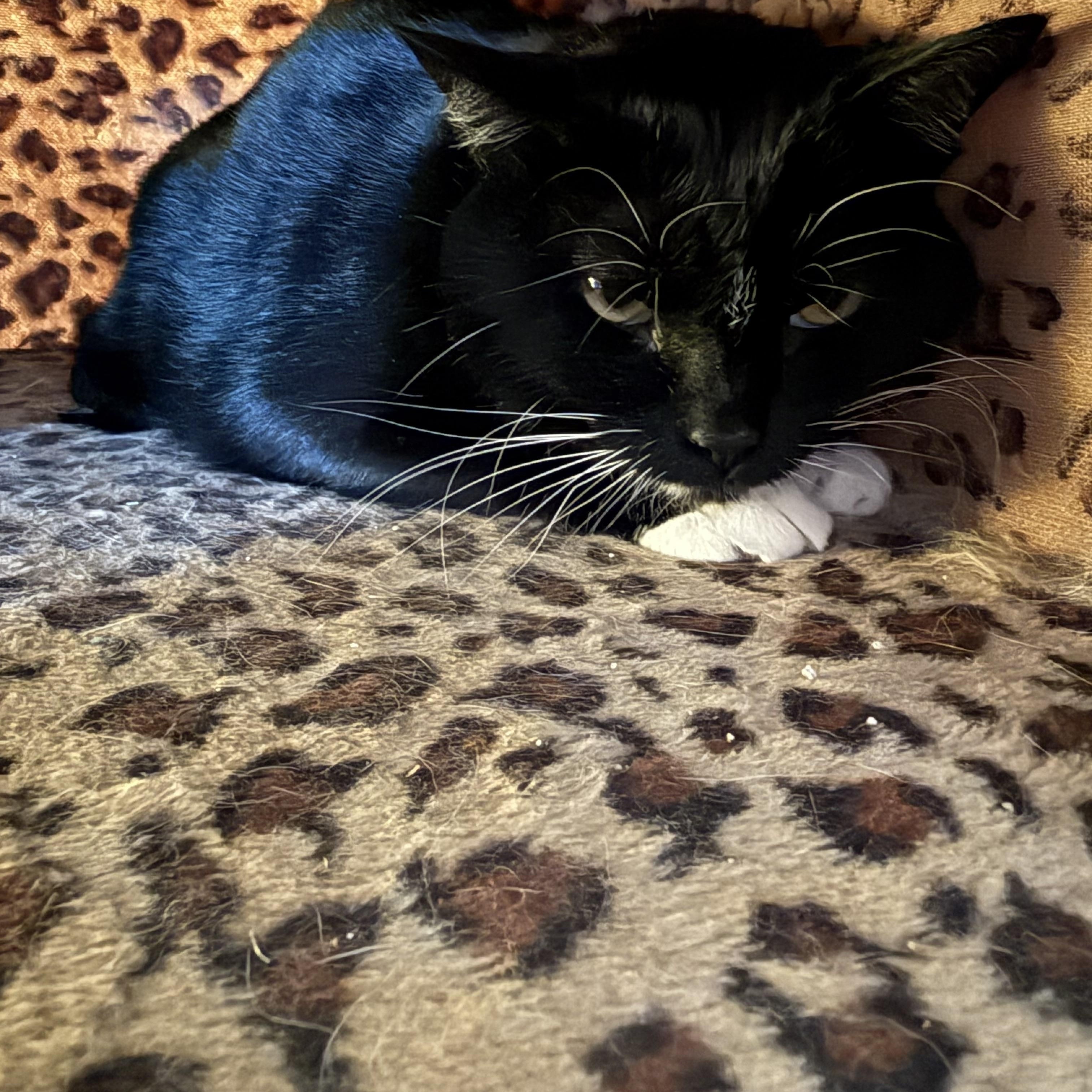 Crue, a Adoptable Tuxedo in Brighton, IL image 2/2