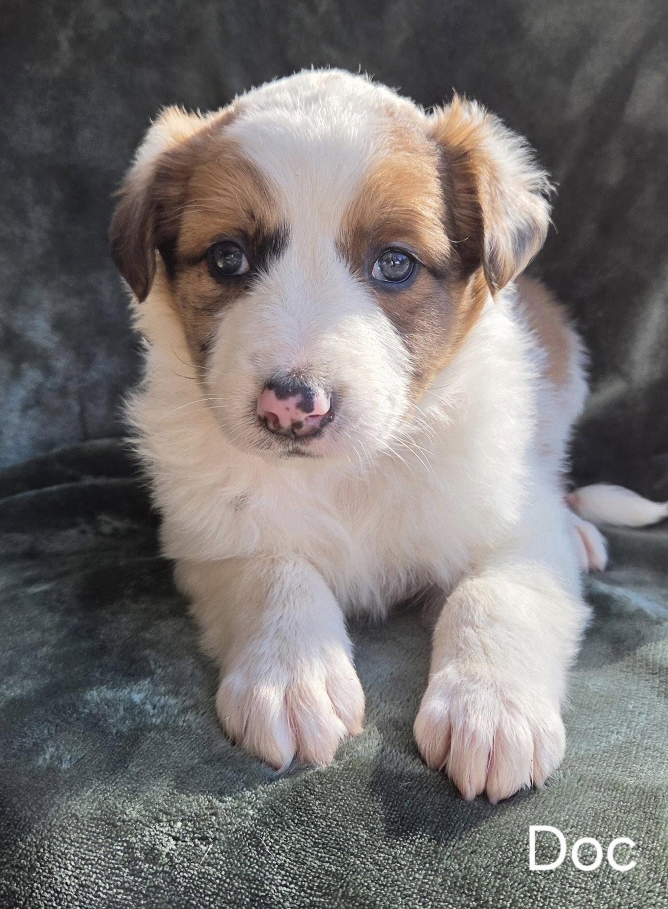 Enlarge Doc, a Adoptable mixed breed in Hillside, IL image 1/3