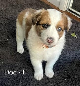 Enlarge Doc, a Adoptable mixed breed in Hillside, IL image 2/3