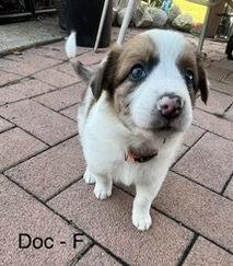 Enlarge Doc, a Adoptable mixed breed in Hillside, IL image 3/3