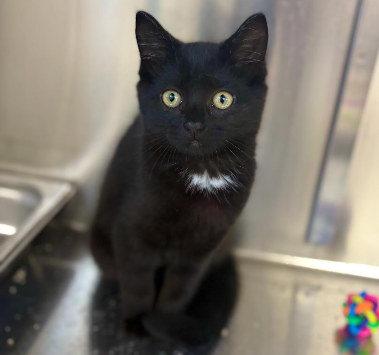Matilda - 4334, adoptable, Kitten Female Domestic Short Hair.