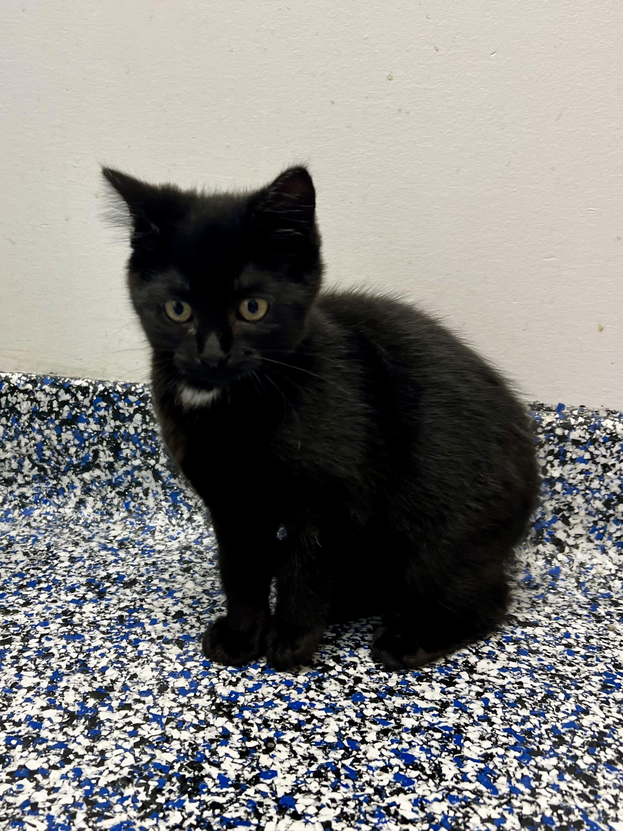 Enlarge Matilda - 4334, an adoptable Domestic Short Hair in St Stephen, NB image 2/2