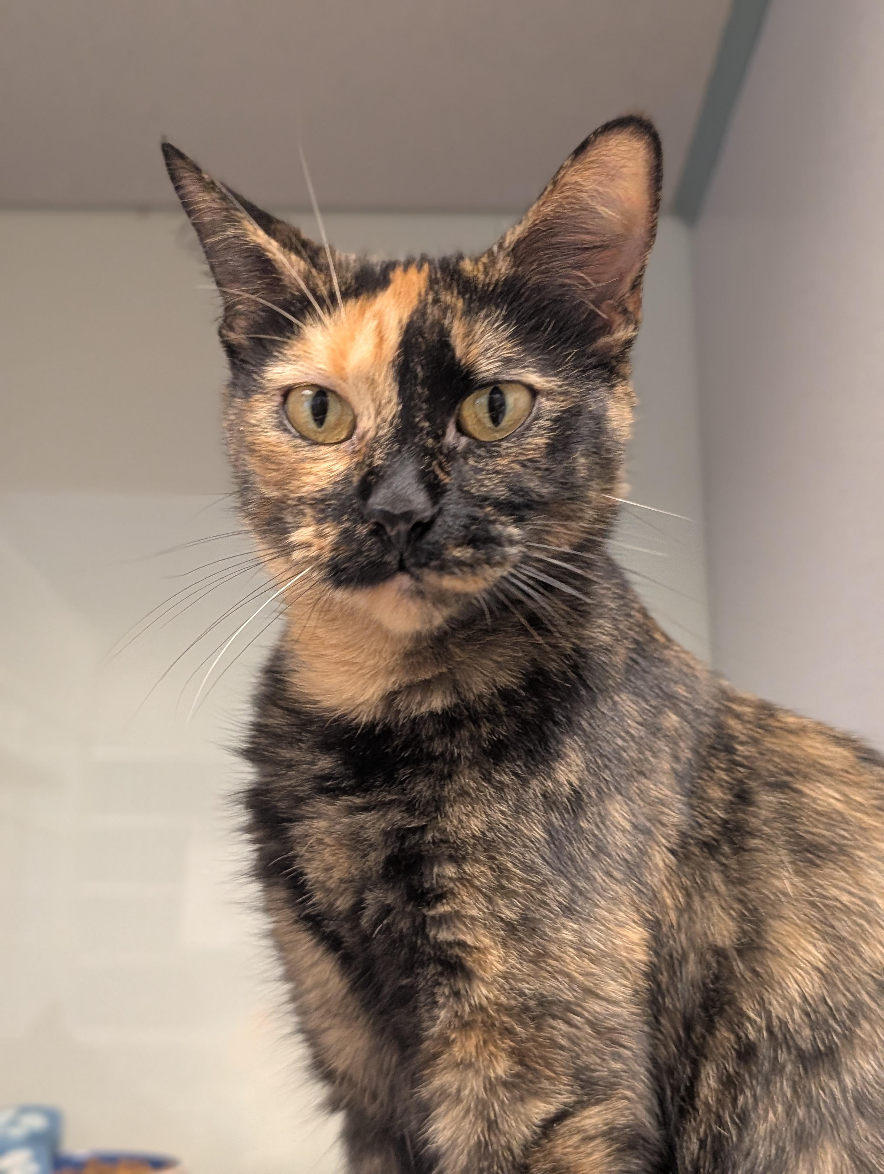 Sunkist @ PetSmart Near Lindale Mall, an adopted mixed breed in Cedar Rapids, IA image 1/5