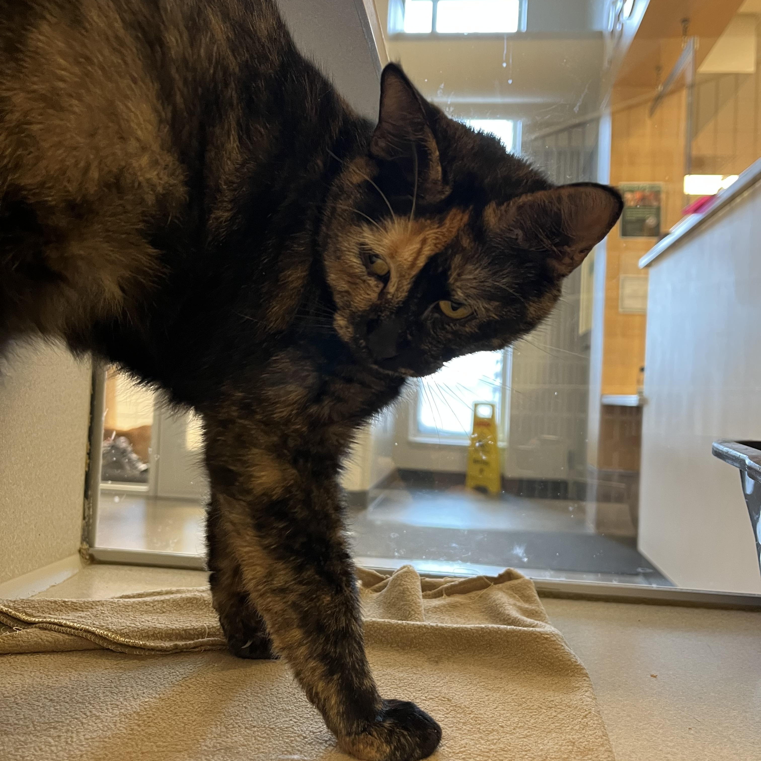 Sunkist @ PetSmart Near Lindale Mall, an adopted mixed breed in Cedar Rapids, IA image 3/5