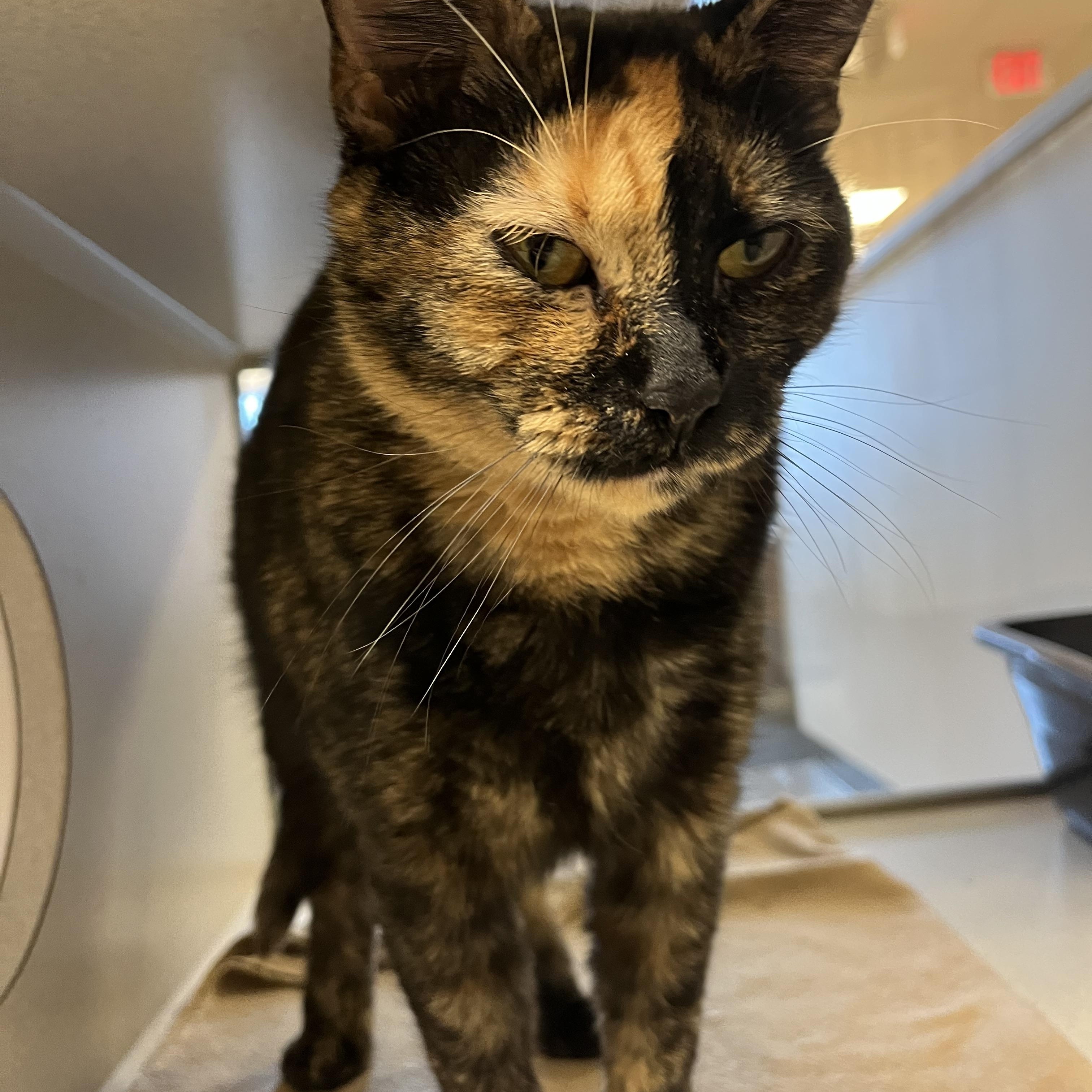 Sunkist @ PetSmart Near Lindale Mall, an adopted mixed breed in Cedar Rapids, IA image 2/5