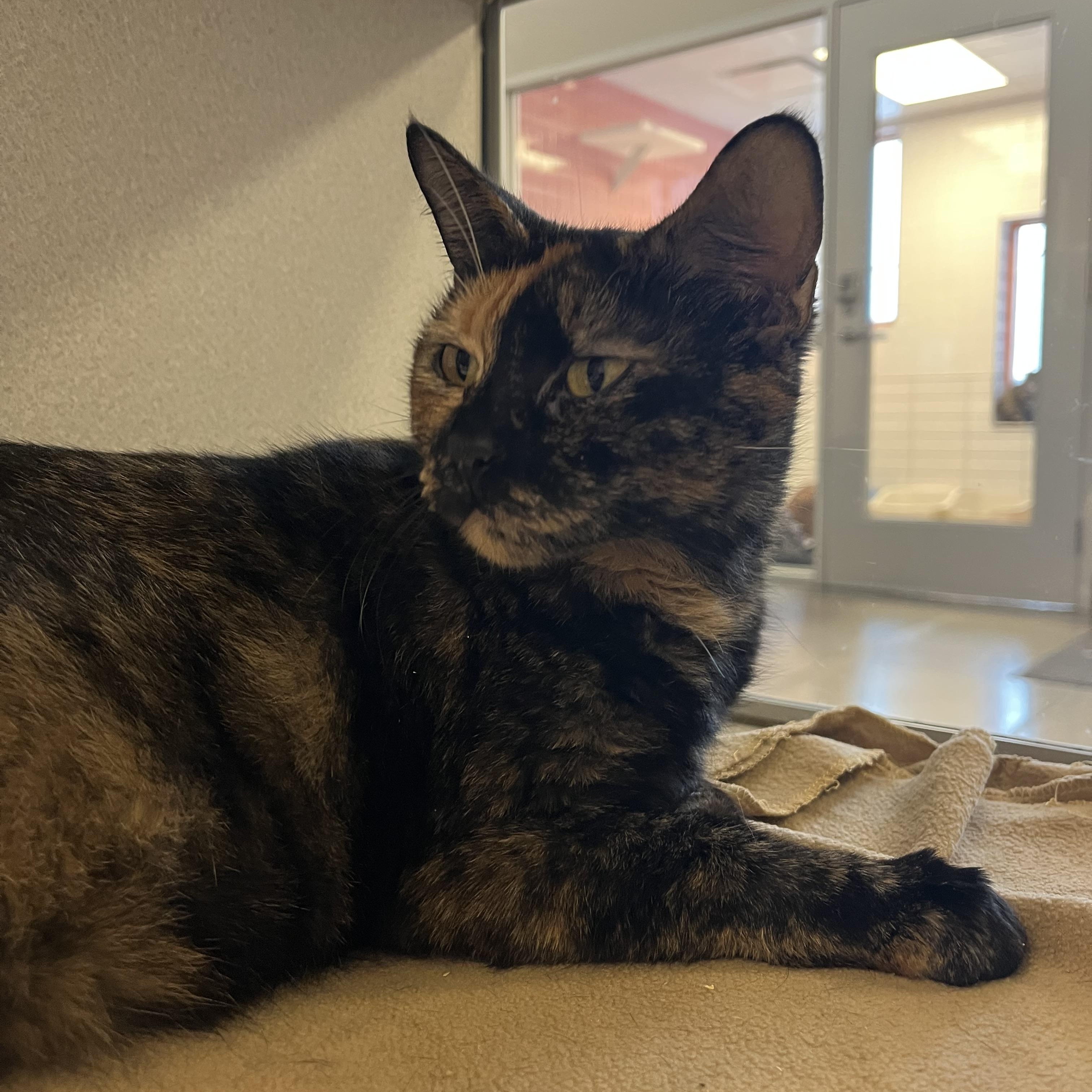 Sunkist @ PetSmart Near Lindale Mall, an adopted mixed breed in Cedar Rapids, IA image 4/5