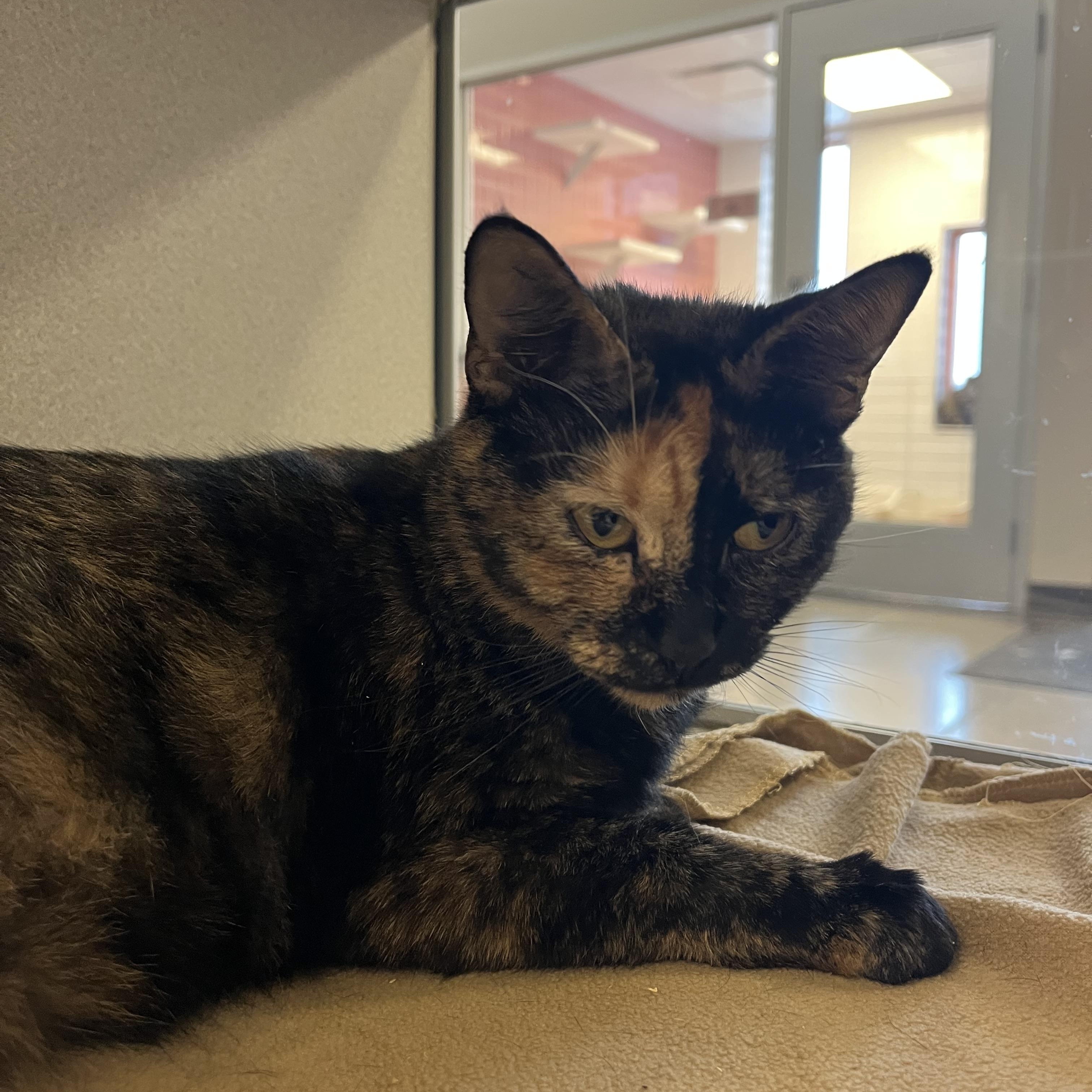 Sunkist @ PetSmart Near Lindale Mall, an adopted mixed breed in Cedar Rapids, IA image 5/5