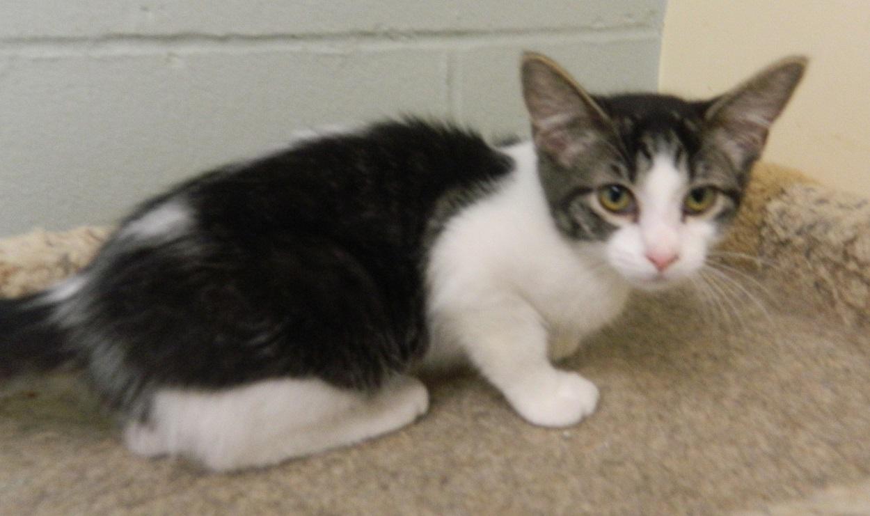 Diana, Adoptable, Kitten Female Domestic Short Hair.