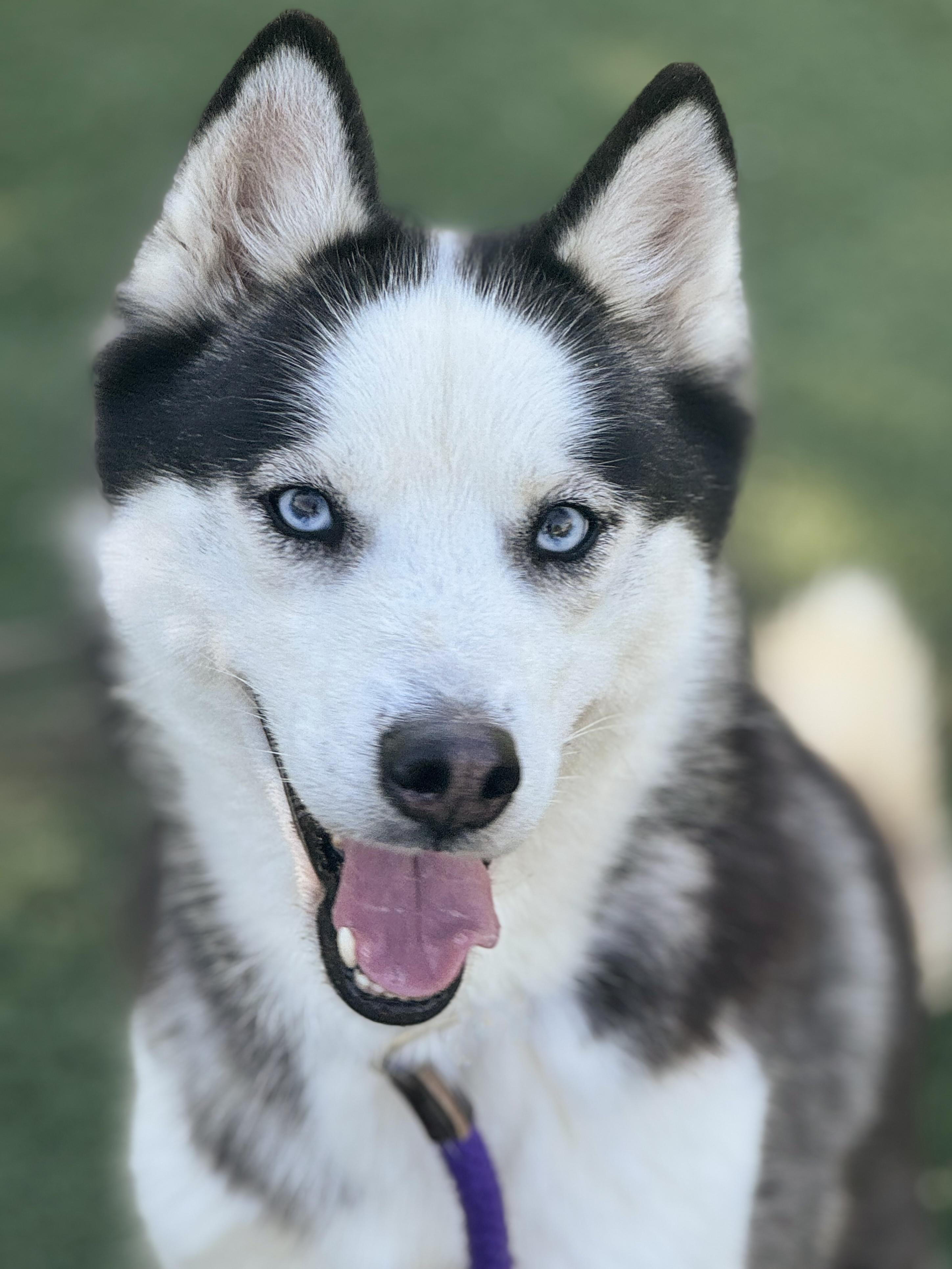 Enlarge Ginny, an adopted mixed breed in Anderson, IN image 2/5