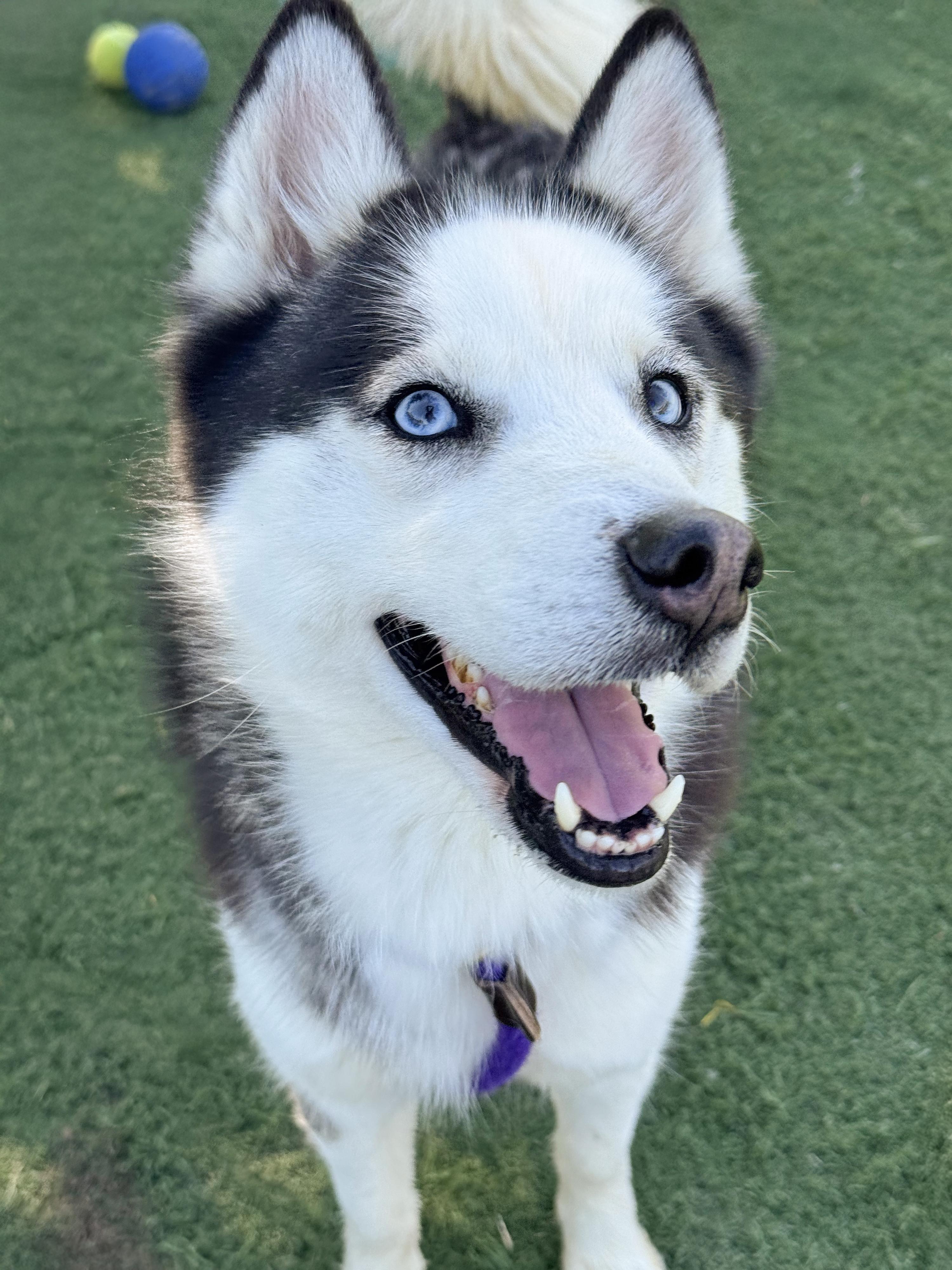 Ginny, adopted, Adult Female Siberian Husky & Klee Kai.