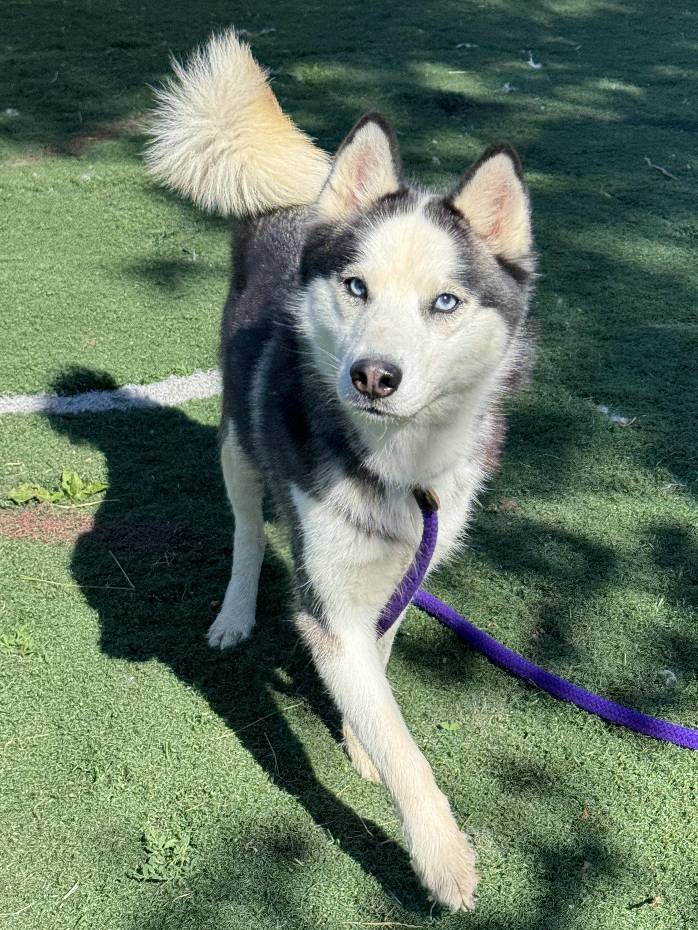 Enlarge Ginny, an adopted mixed breed in Anderson, IN image 3/5