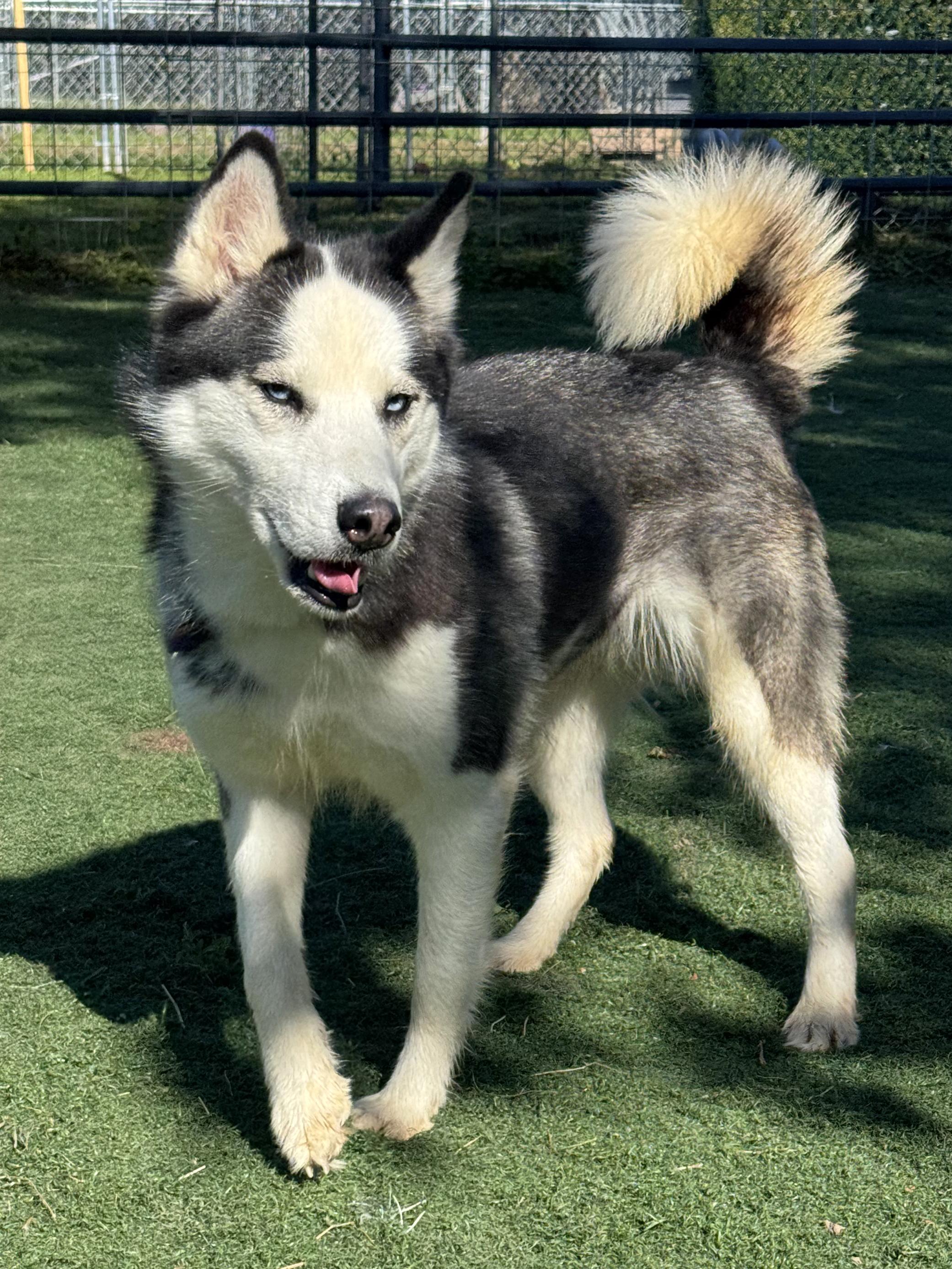 Enlarge Ginny, an adopted mixed breed in Anderson, IN image 5/5