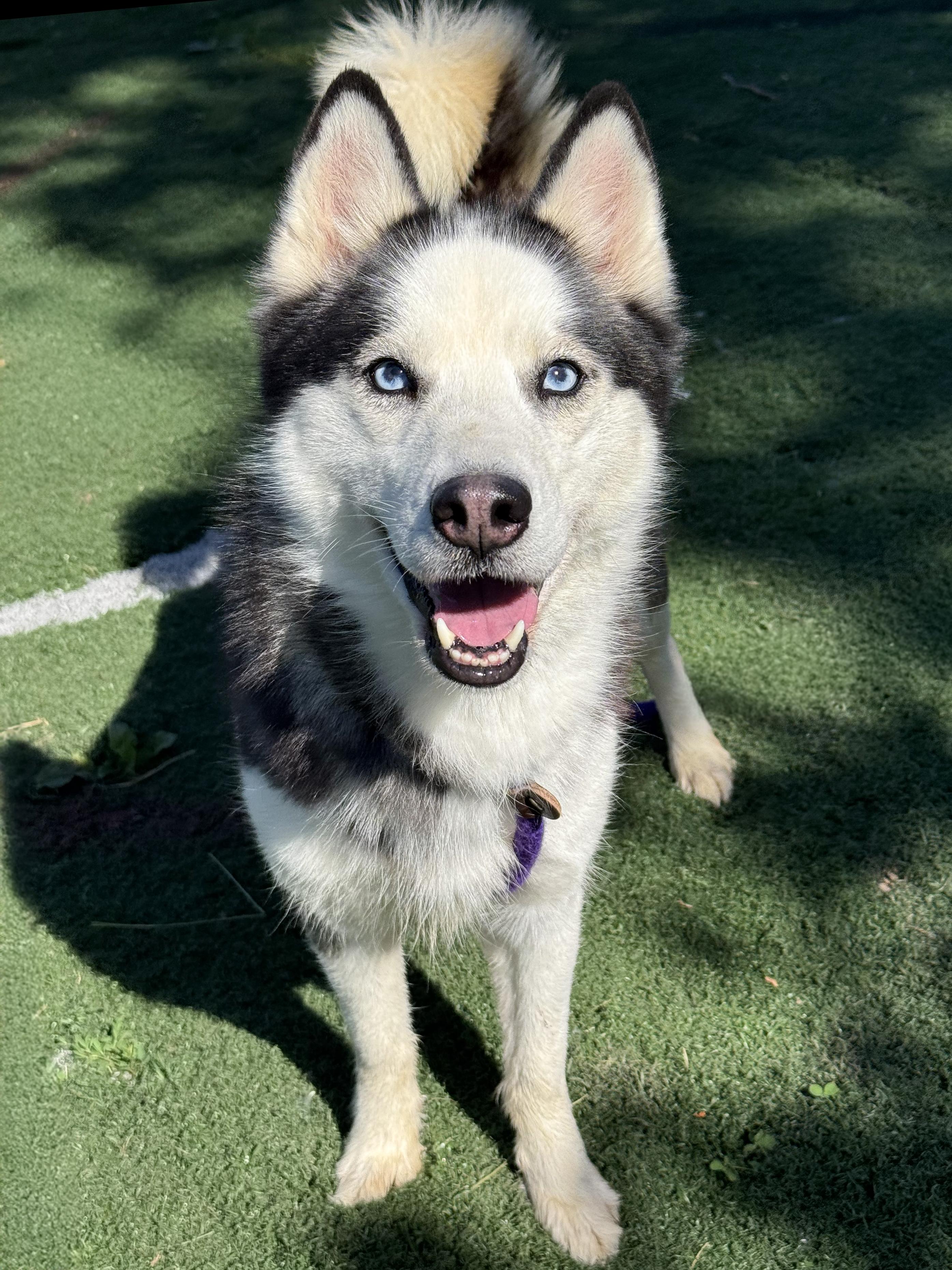 Enlarge Ginny, an adopted mixed breed in Anderson, IN image 4/5