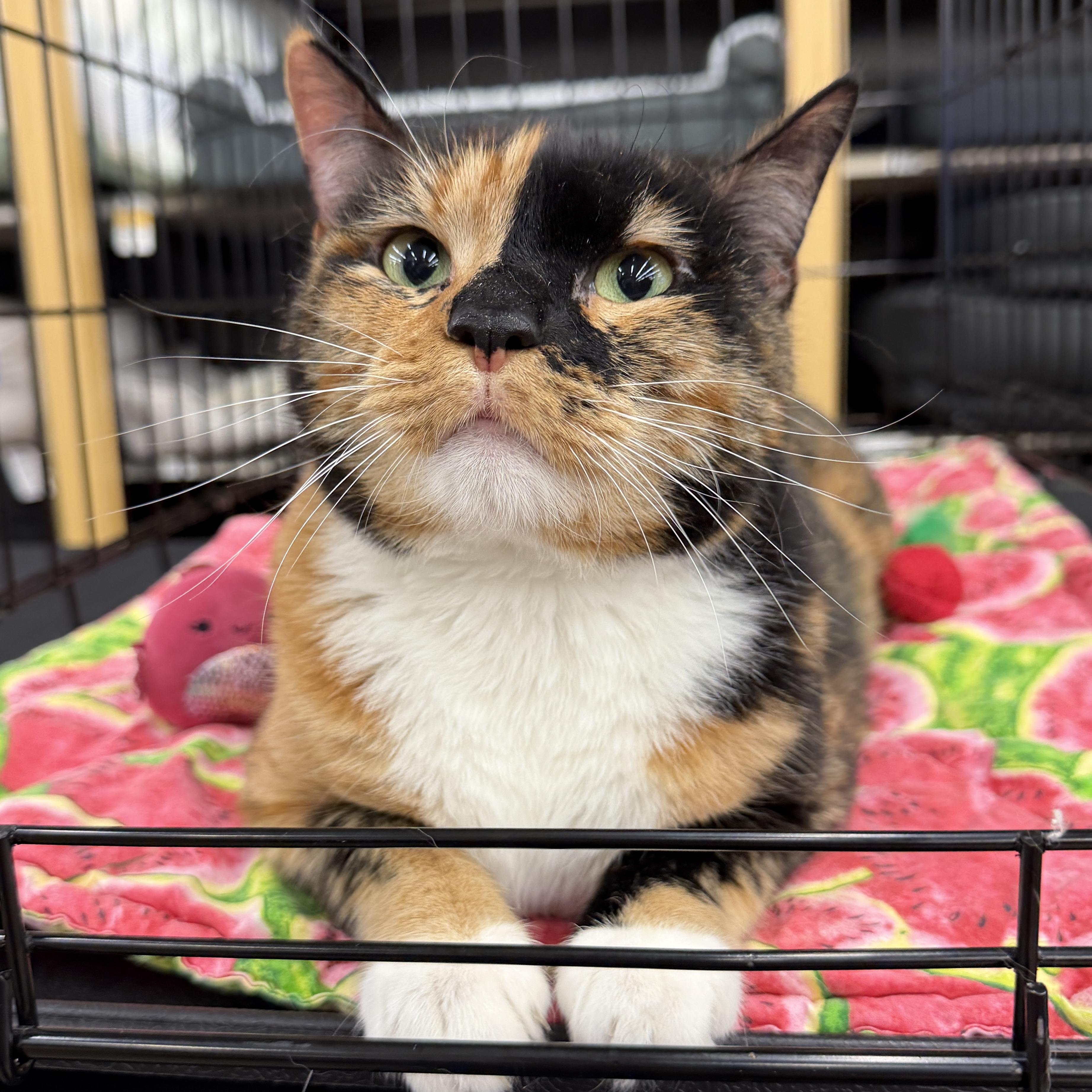 Enlarge Eevee - Beautiful Calico Sweetheart, a ADOPTABLE mixed breed in League City, TX image 2/6